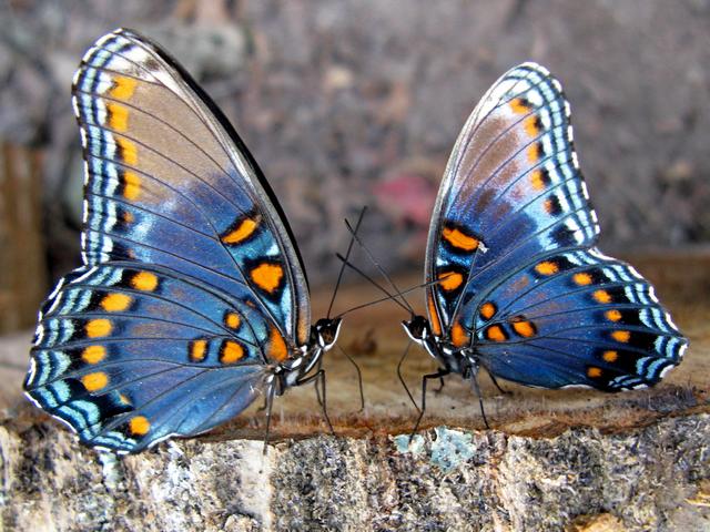 Все о бабочках в Цивильске | ЗооТом портал о животных