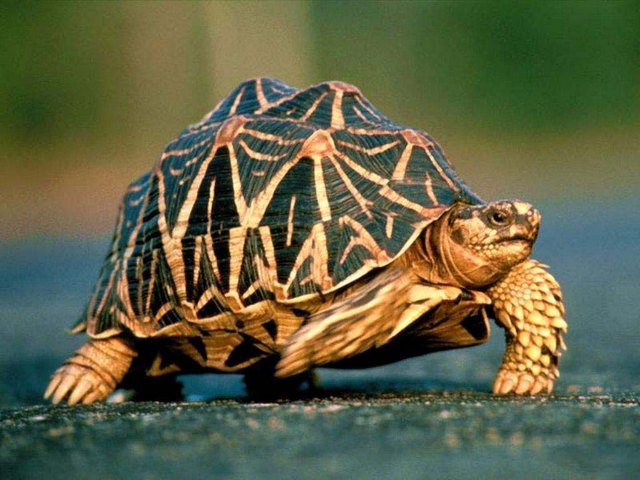 Все о черепахах в Цивильске | ЗооТом портал о животных