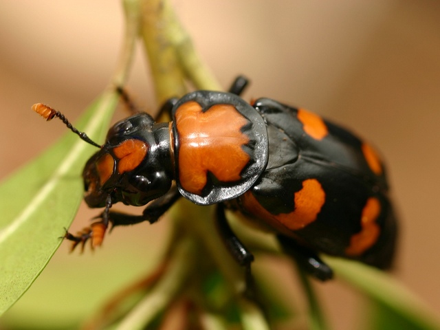 Все о жуках в Цивильске | ЗооТом портал о животных