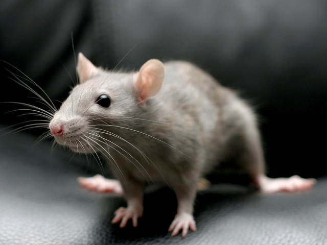 Все о крысах в Цивильске | ЗооТом портал о животных