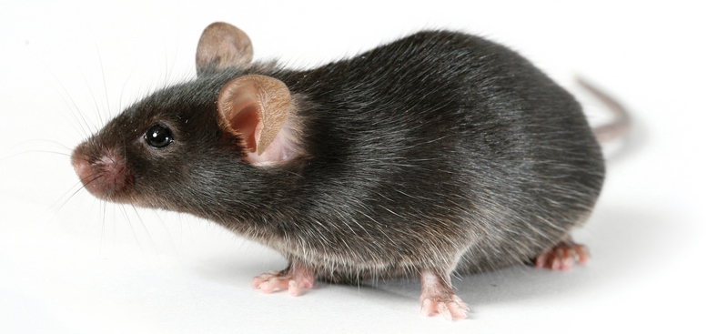 Все о крысах в Цивильске | ЗооТом портал о животных