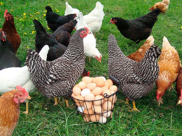 Содержание кур и уход за ними | ЗооТом - продажа, вязка и услуги для животных в Цивильске