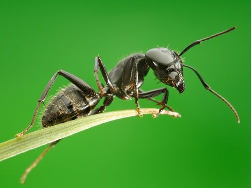 Все о муравьях в Цивильске | ЗооТом портал о животных