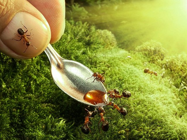 Все о муравьях в Цивильске | ЗооТом портал о животных