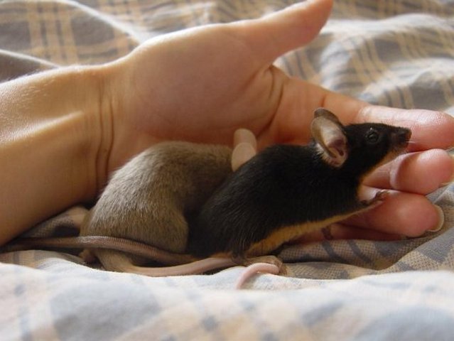 Все о мышах в Цивильске | ЗооТом - продажа, вязка и услуги для животных в Цивильске