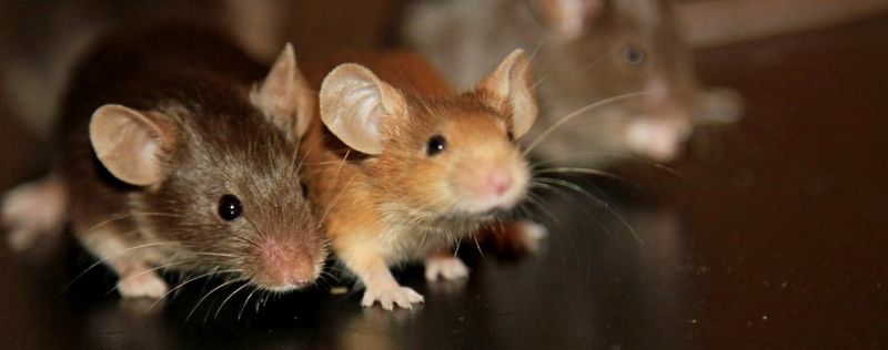 Все о мышах в Цивильске | ЗооТом - продажа, вязка и услуги для животных в Цивильске