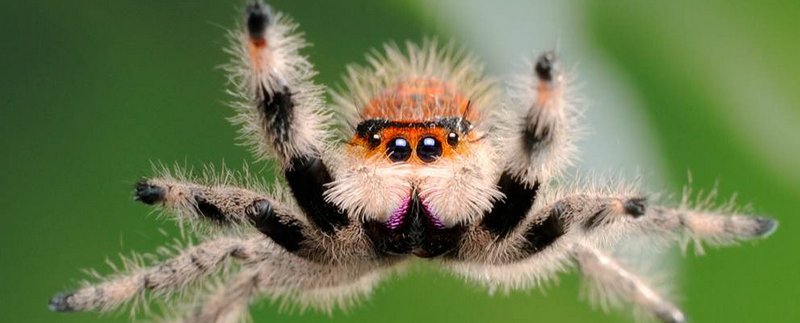 Все о пауках в Цивильске | ЗооТом портал о животных