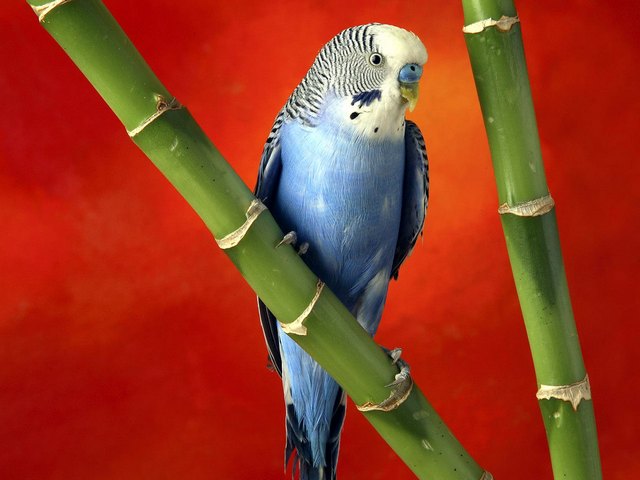 Все о попугаях в Цивильске | ЗооТом портал о животных