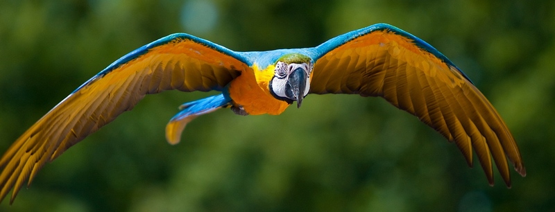 Все о попугаях в Цивильске | ЗооТом портал о животных