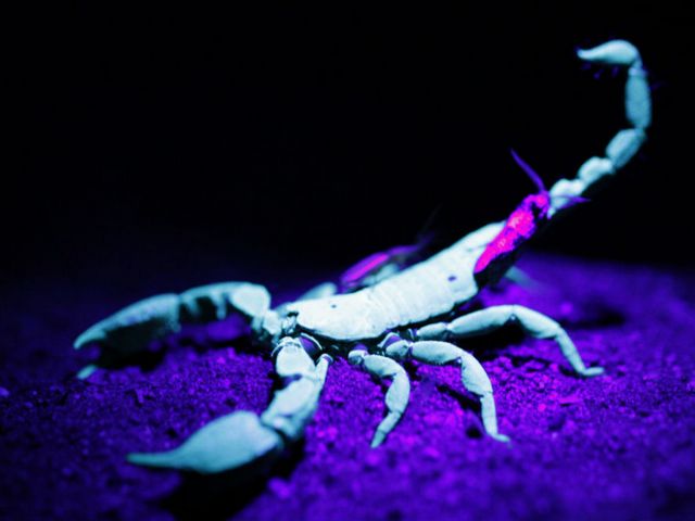 Все о скорпионах в Цивильске | ЗооТом портал о животных