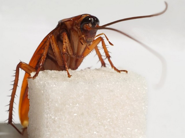 Все о тараканах в Цивильске | ЗооТом портал о животных