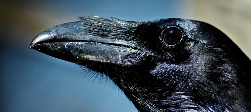 Все о воронах в Цивильске | ЗооТом портал о животных