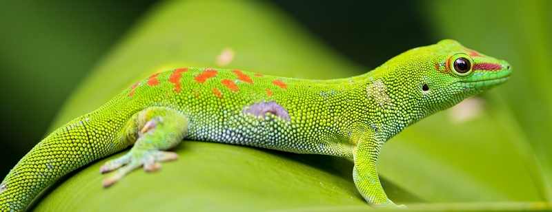 Все о гекконах в Цивильске | ЗооТом портал о животных