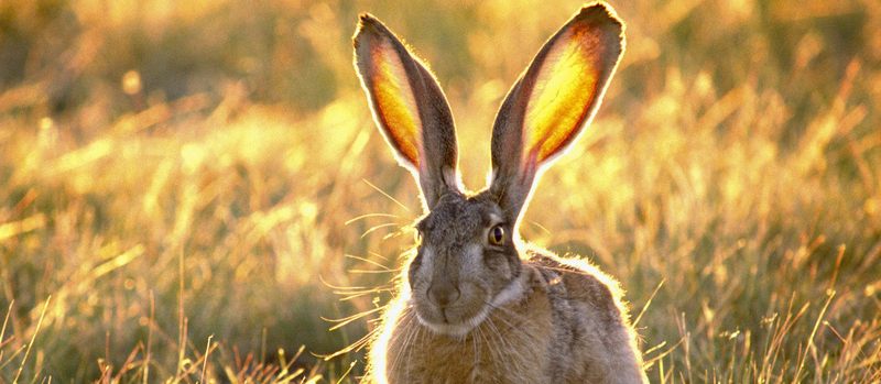Все о зайцах | ЗооТом - продажа, вязка и услуги для животных в Цивильске
