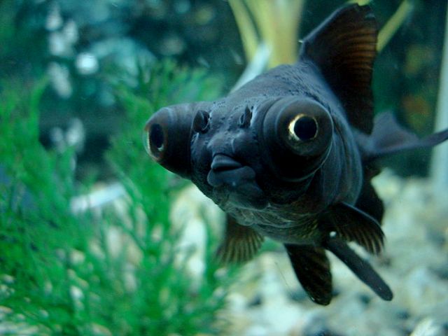 Породы аквариумных рыбок в Цивильске | ЗооТом портал о животных