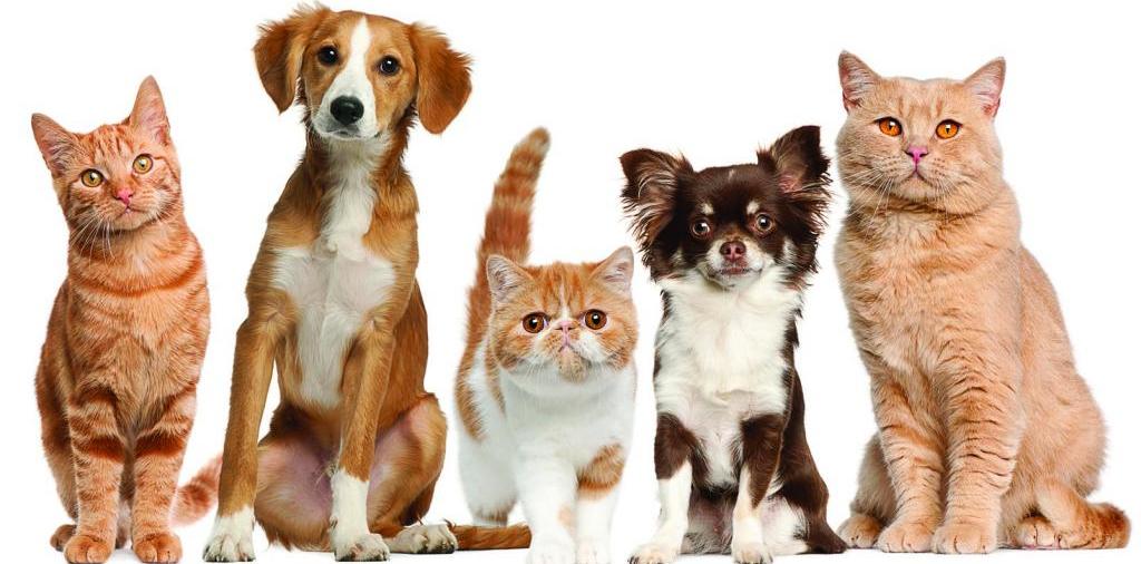 Доска объявлений о животных | ЗооТом - продажа, вязка и услуги для животных в Цивильске