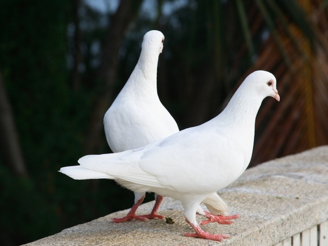 Все о голубях | ЗооТом - продажа, вязка и услуги для животных в Цивильске