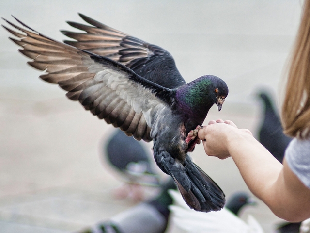 Все о голубях | ЗооТом - продажа, вязка и услуги для животных в Цивильске