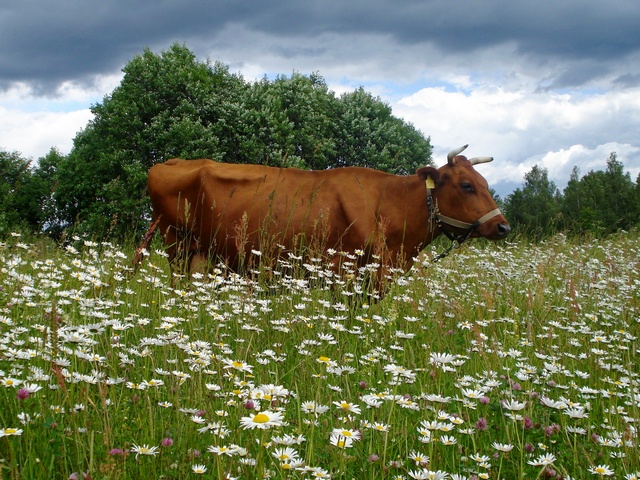 Все о коровах в Цивильске | ЗооТом портал о животных