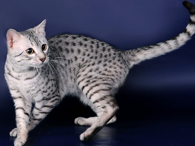 Породы кошек в Цивильске | ЗооТом портал о животных