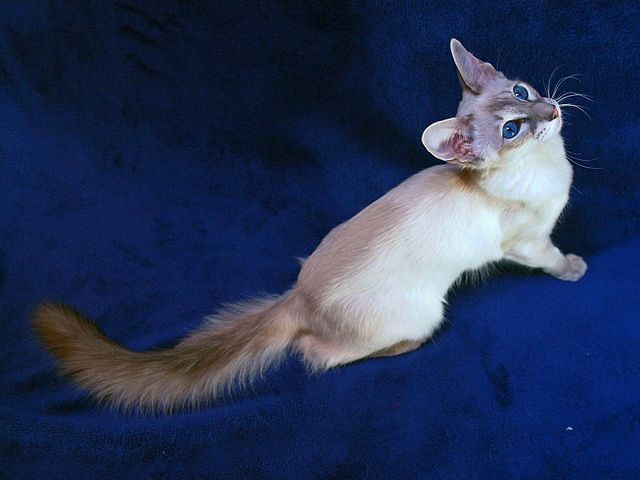 Выведенные породы кошек в Цивильске | ЗооТом портал о животных