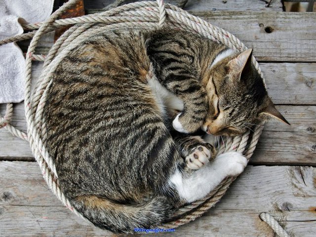 Все о кошках в Цивильске | ЗооТом портал о животных