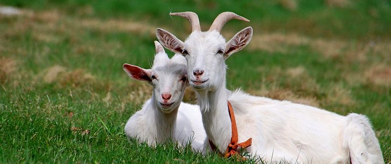 Все о козах в Цивильске | ЗооТом портал о животных