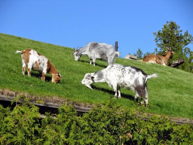 Все о козах в Цивильске | ЗооТом портал о животных
