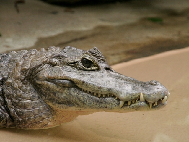 Все о крокодилах в Цивильске | ЗооТом портал о животных