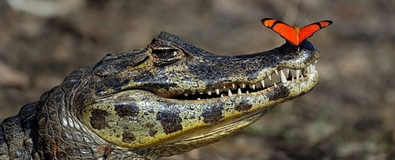 Все о крокодилах в Цивильске | ЗооТом портал о животных