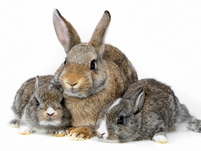 Все о кроликах в Цивильске | ЗооТом портал о животных