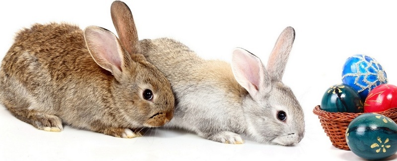 Все о кроликах в Цивильске | ЗооТом портал о животных