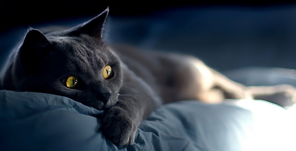 Объявления о кошках | ЗооТом - продажа, вязка и услуги для животных в Цивильске
