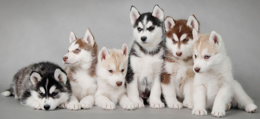Объявления о собаках | ЗооТом - продажа, вязка и услуги для животных в Цивильске