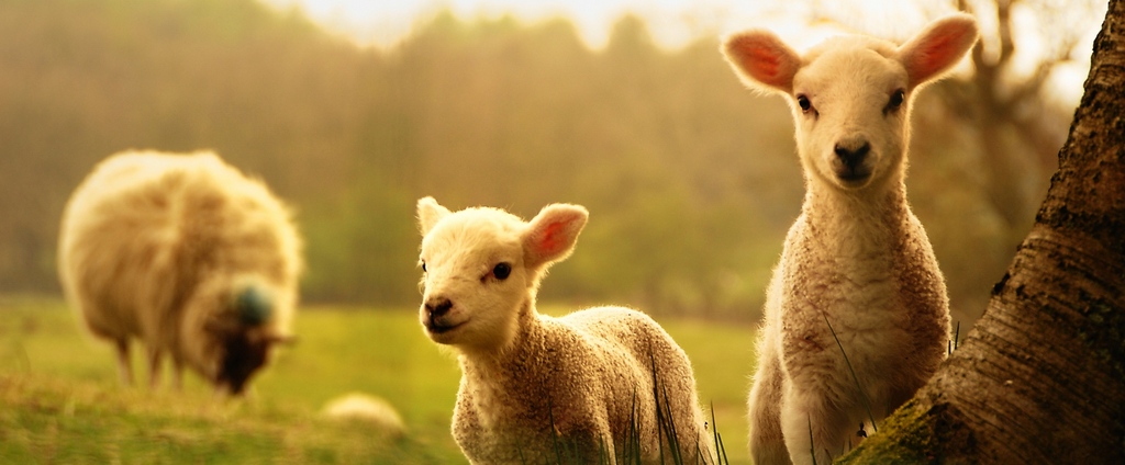 Объявления о сельскохозяйственных животных | ЗооТом - продажа, вязка и услуги для животных в Цивильске