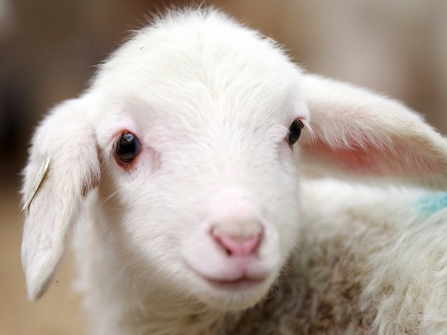 Овцы и бараны в Цивильске | ЗооТом портал о животных