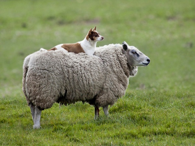 Все об овцах в Цивильске | ЗооТом портал о животных