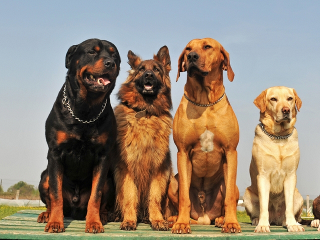 Крупные породы собак в Цивильске | ЗооТом портал о животных