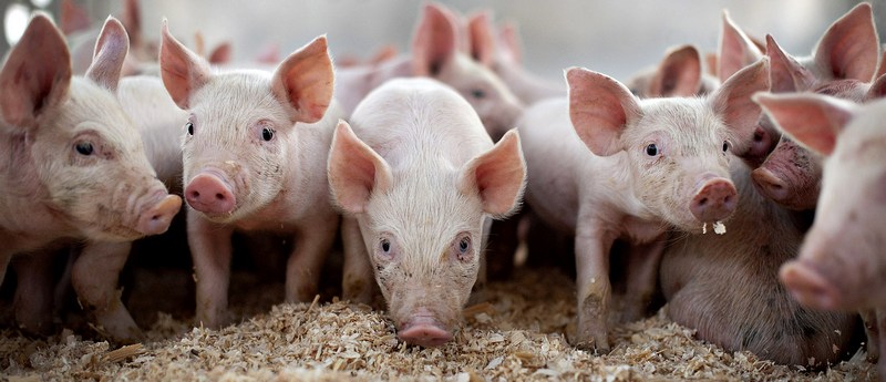 Все о свиньях в Цивильске | ЗооТом портал о животных