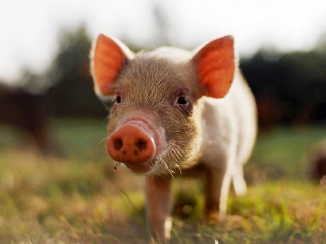 Все о свиньях в Цивильске | ЗооТом портал о животных