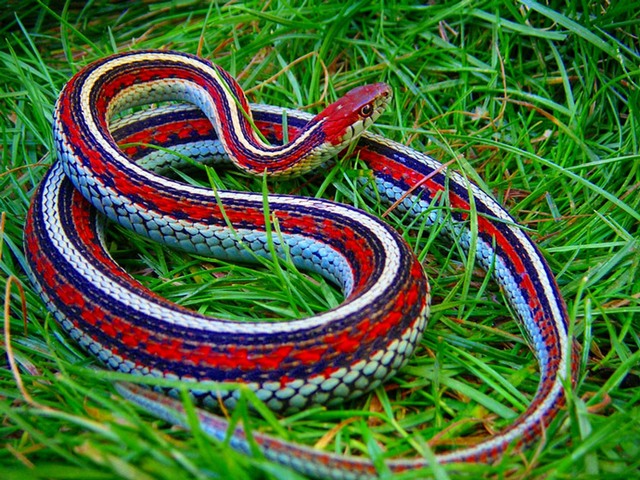 Все о змеях в Цивильске | ЗооТом портал о животных