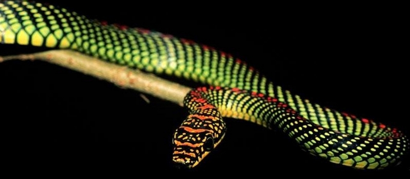 Все о змеях в Цивильске | ЗооТом портал о животных